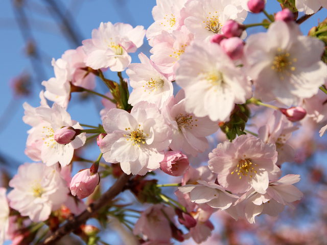 松前公園の桜の画像 4枚目