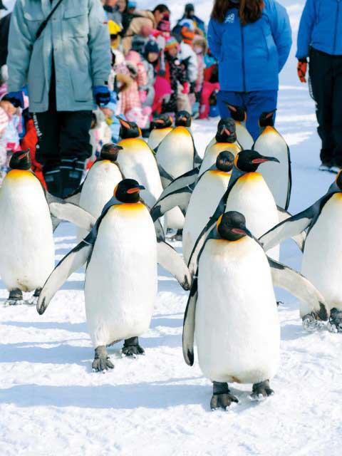 旭川市旭山動物園の画像 3枚目