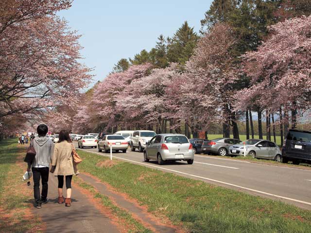 静内二十間道路桜並木