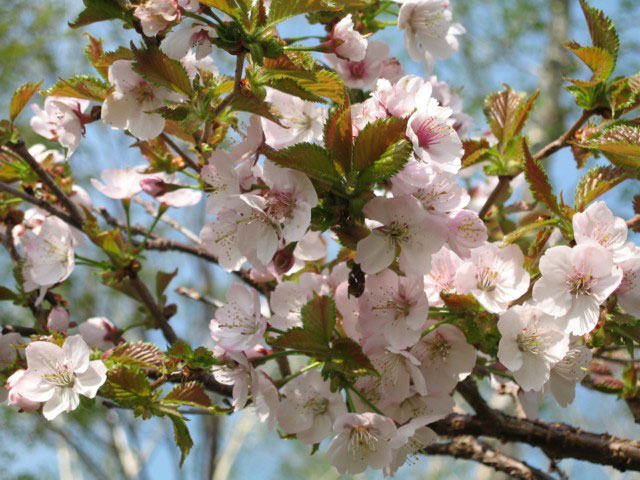 旭岳温泉自然探勝路の桜