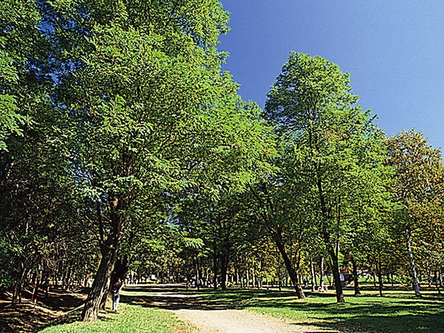 緑ヶ丘公園