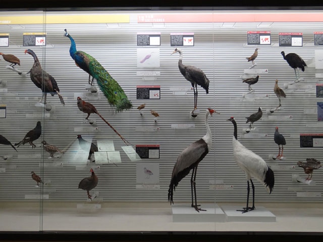 我孫子市鳥の博物館