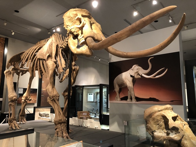 千葉県立中央博物館の画像 2枚目