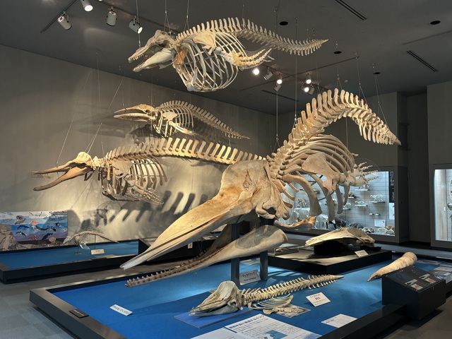 千葉県立中央博物館の画像 3枚目