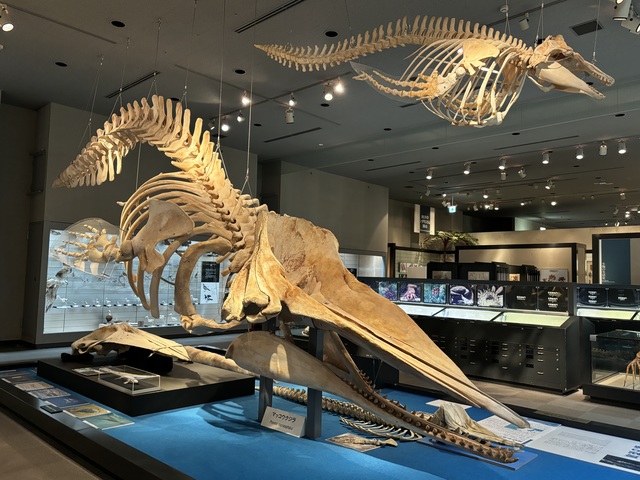 千葉県立中央博物館の画像 4枚目