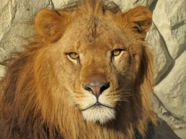 千葉市動物公園