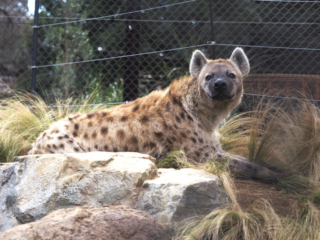 千葉市動物公園の画像 3枚目