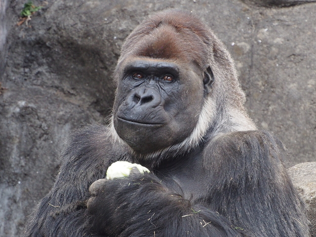 千葉市動物公園の画像 4枚目