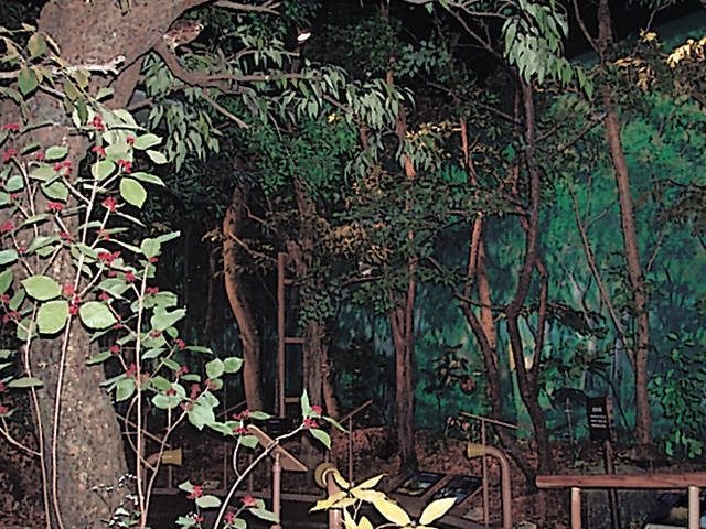 県立館山野鳥の森の画像 4枚目