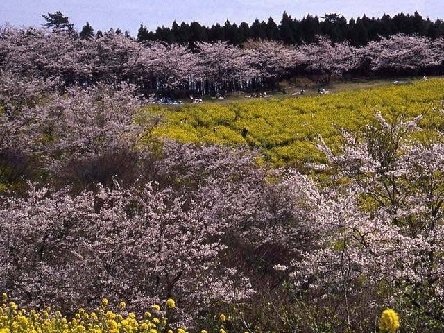 マザー牧場の桜の画像 1枚目