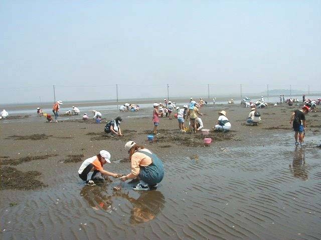 久津間海岸潮干狩り場の画像 1枚目