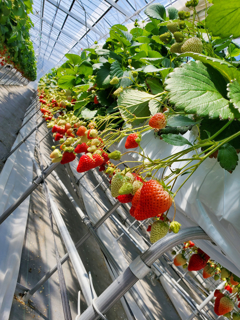 渡邉いちご園の画像 4枚目