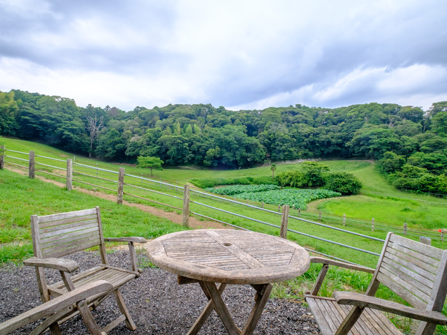 カーフ ハッチ ヨーヨの画像 2枚目