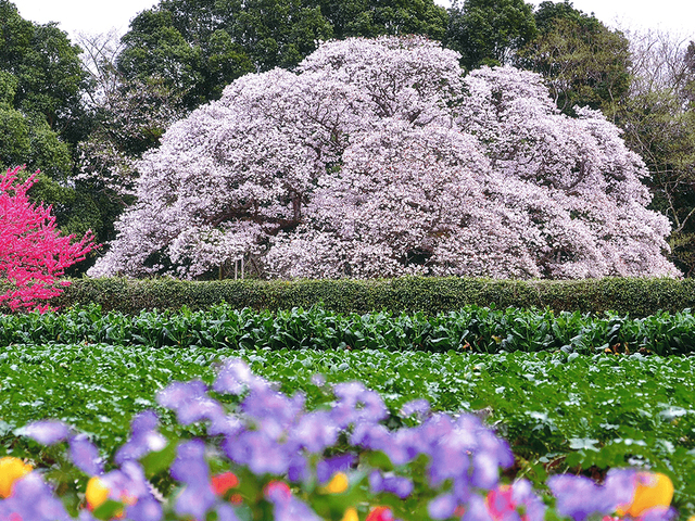 吉高の大桜の画像 1枚目