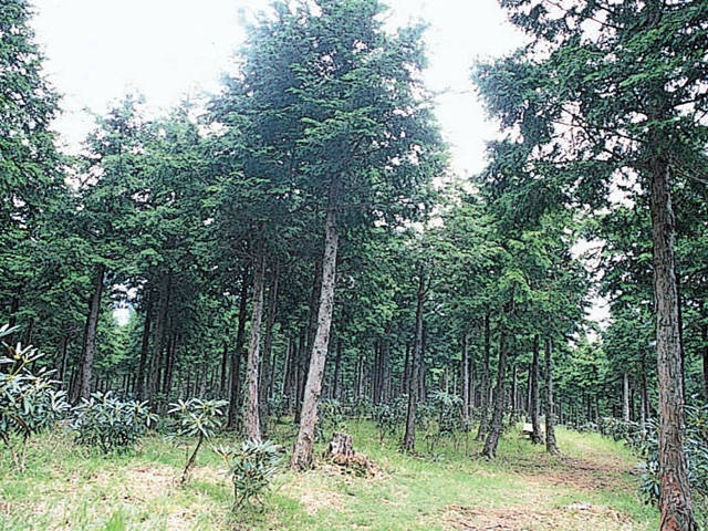 護摩壇山森林公園ワイルドライフ