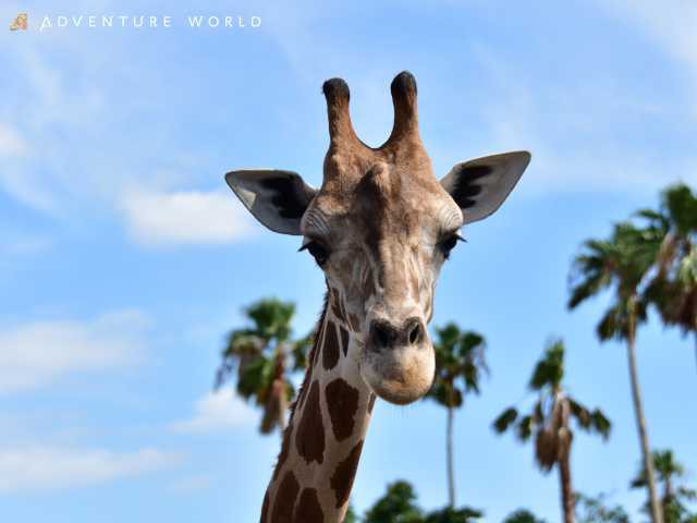 アドベンチャーワールドの画像 3枚目
