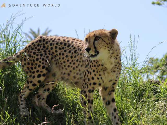 アドベンチャーワールドの画像 4枚目