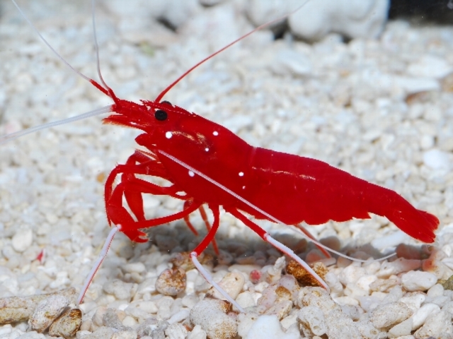 すさみ町立 エビとカニの水族館の画像 3枚目