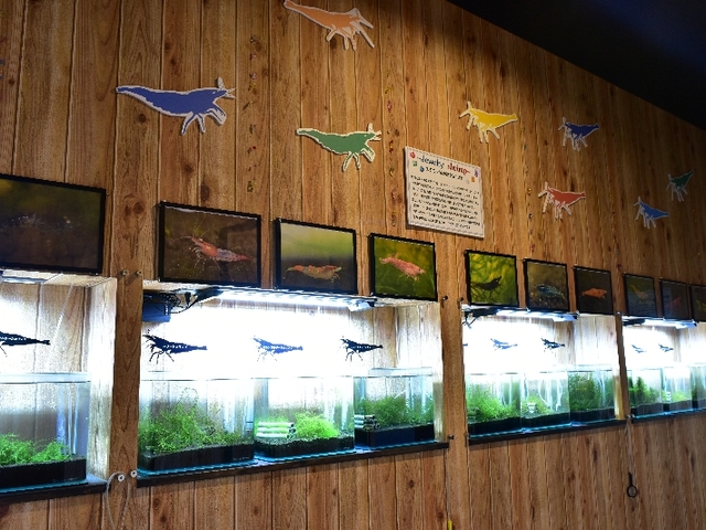 すさみ町立 エビとカニの水族館の画像 4枚目