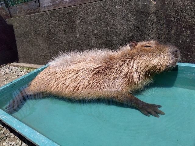和歌山城公園動物園の画像 3枚目