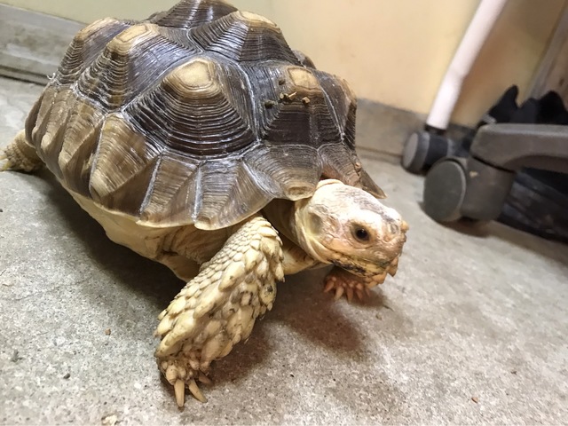 和歌山城公園動物園の画像 4枚目