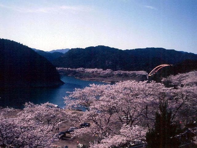 七川ダム湖畔の桜の画像 1枚目