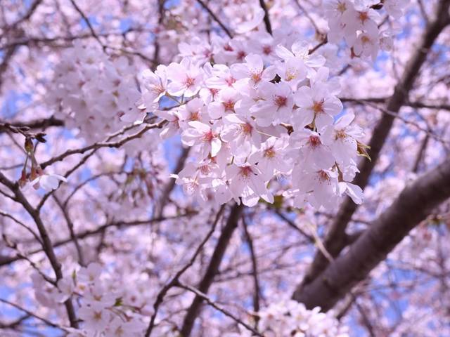 加須はなさき水上公園の画像 4枚目