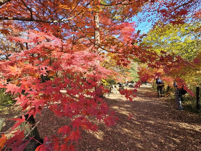 嵐山渓谷の画像 3枚目