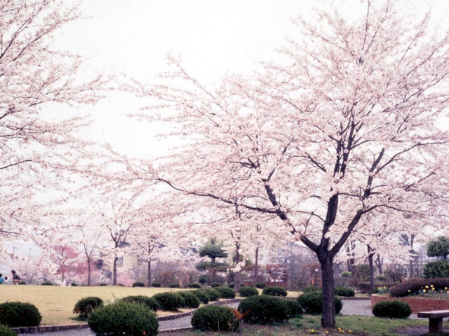 羊山公園の桜の画像 3枚目