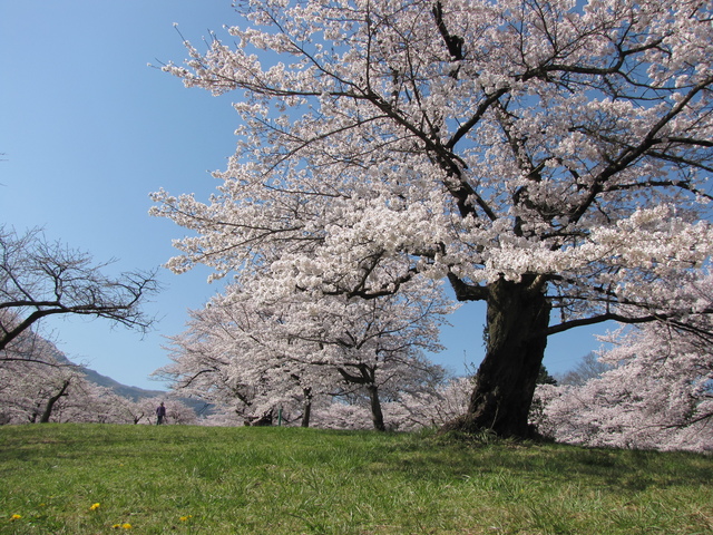 羊山公園の桜の画像 1枚目