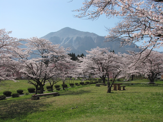 羊山公園の桜の画像 2枚目