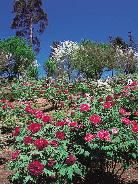 東松山ぼたん園