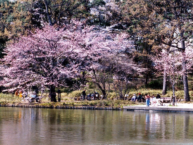 大宮公園の桜の画像 2枚目