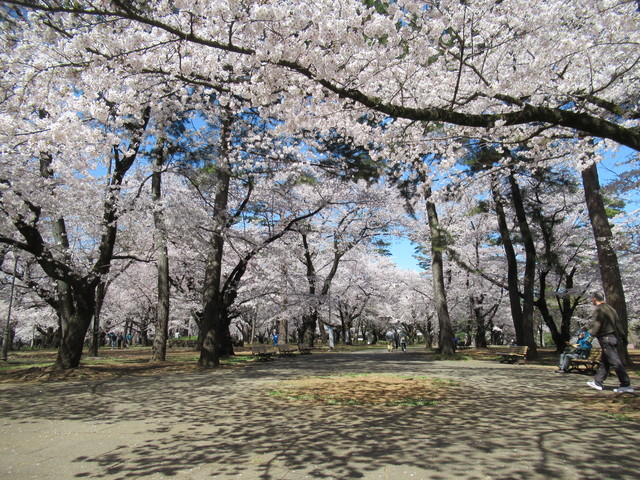 大宮公園の桜の画像 1枚目