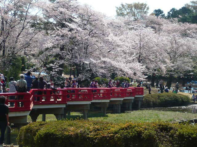岩槻城址公園の桜
