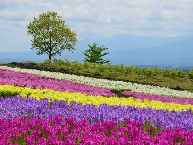 くじゅう花公園