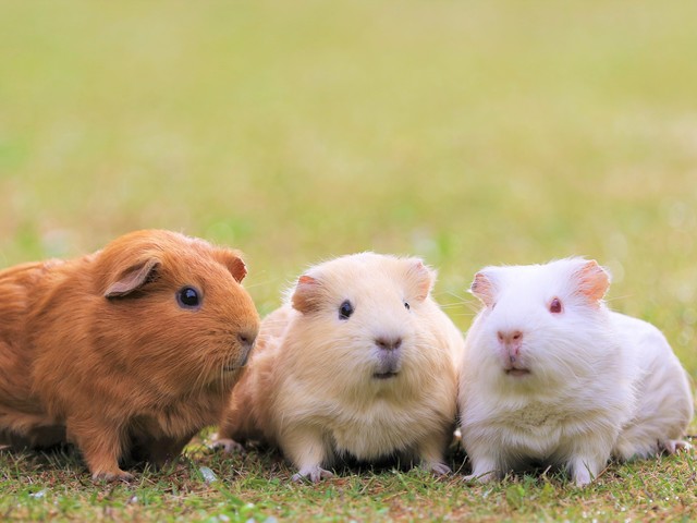 九州自然動物公園アフリカンサファリの画像 4枚目