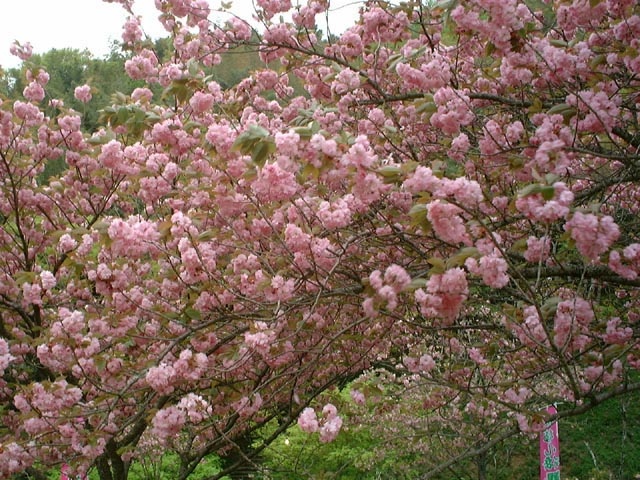 えぼし公園の桜の画像 1枚目