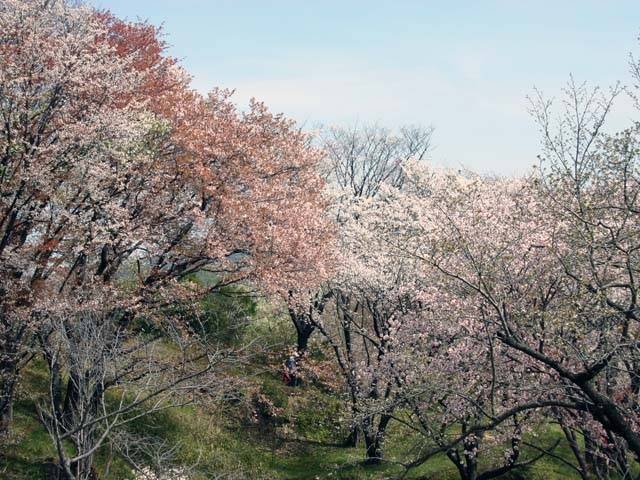 大阪公立大学附属植物園の画像 3枚目