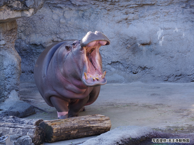 天王寺動物園の画像 3枚目