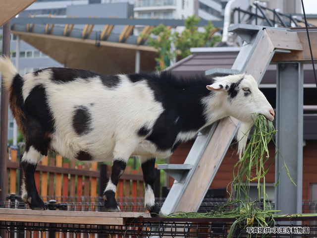 天王寺動物園の画像 4枚目
