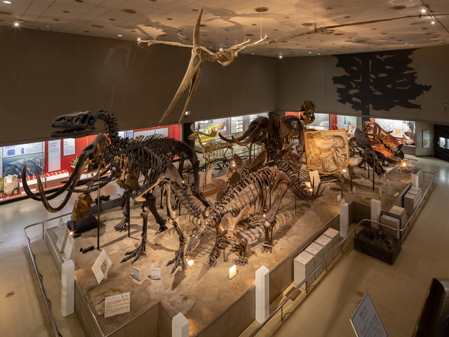 大阪市立自然史博物館の画像 2枚目