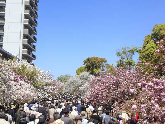 造幣局桜の通り抜けの画像 1枚目