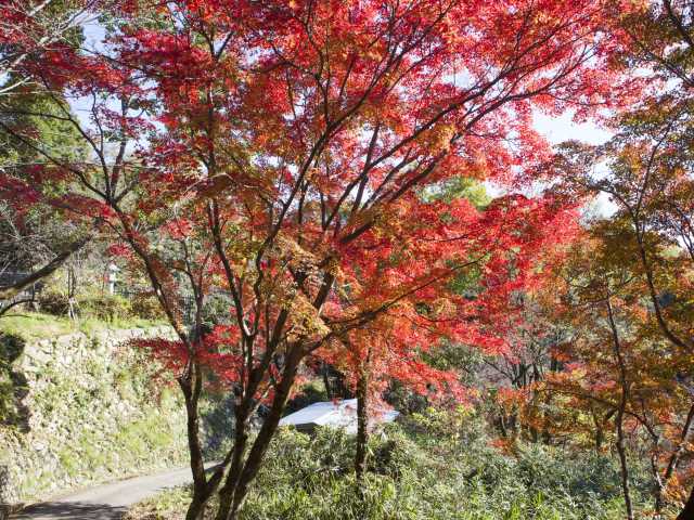 長野公園の紅葉の画像 4枚目