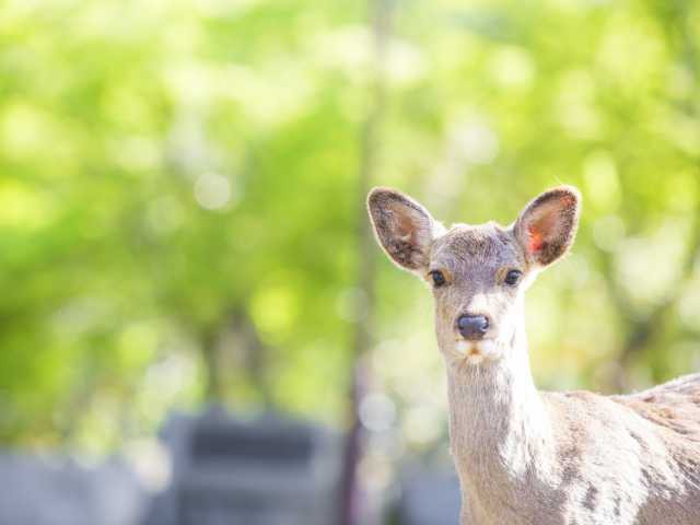 奈良公園の画像 4枚目