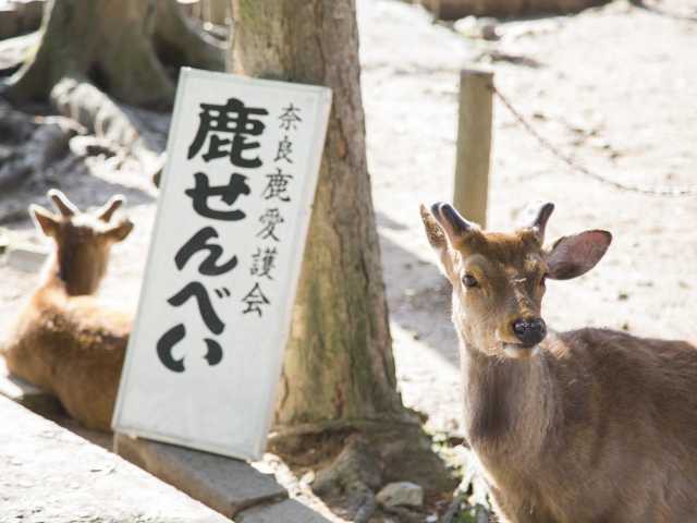 奈良公園の画像 3枚目