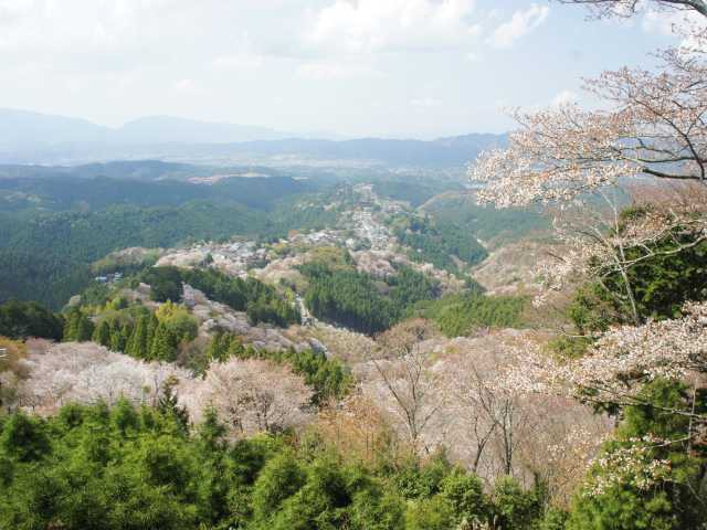 吉野山の桜の画像 1枚目