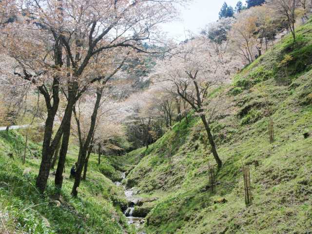吉野山の桜の画像 3枚目
