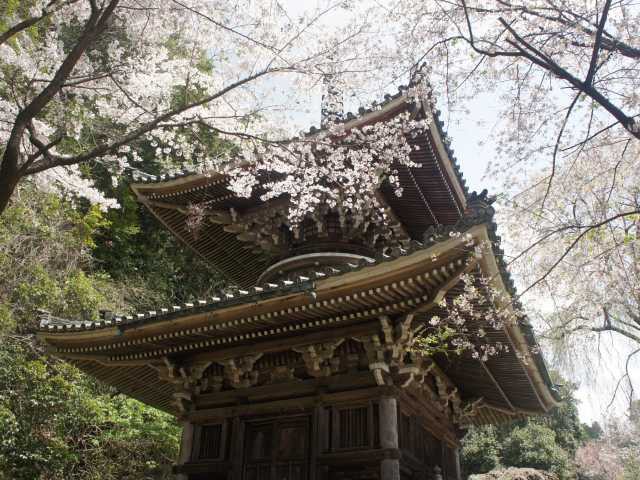 吉野山の桜の画像 4枚目
