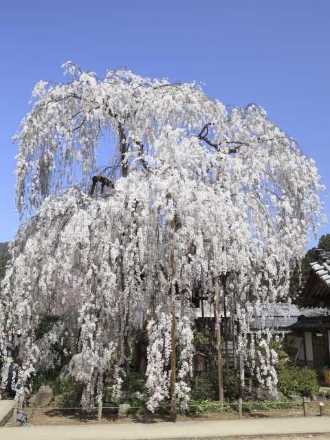 大野寺の桜の画像 4枚目